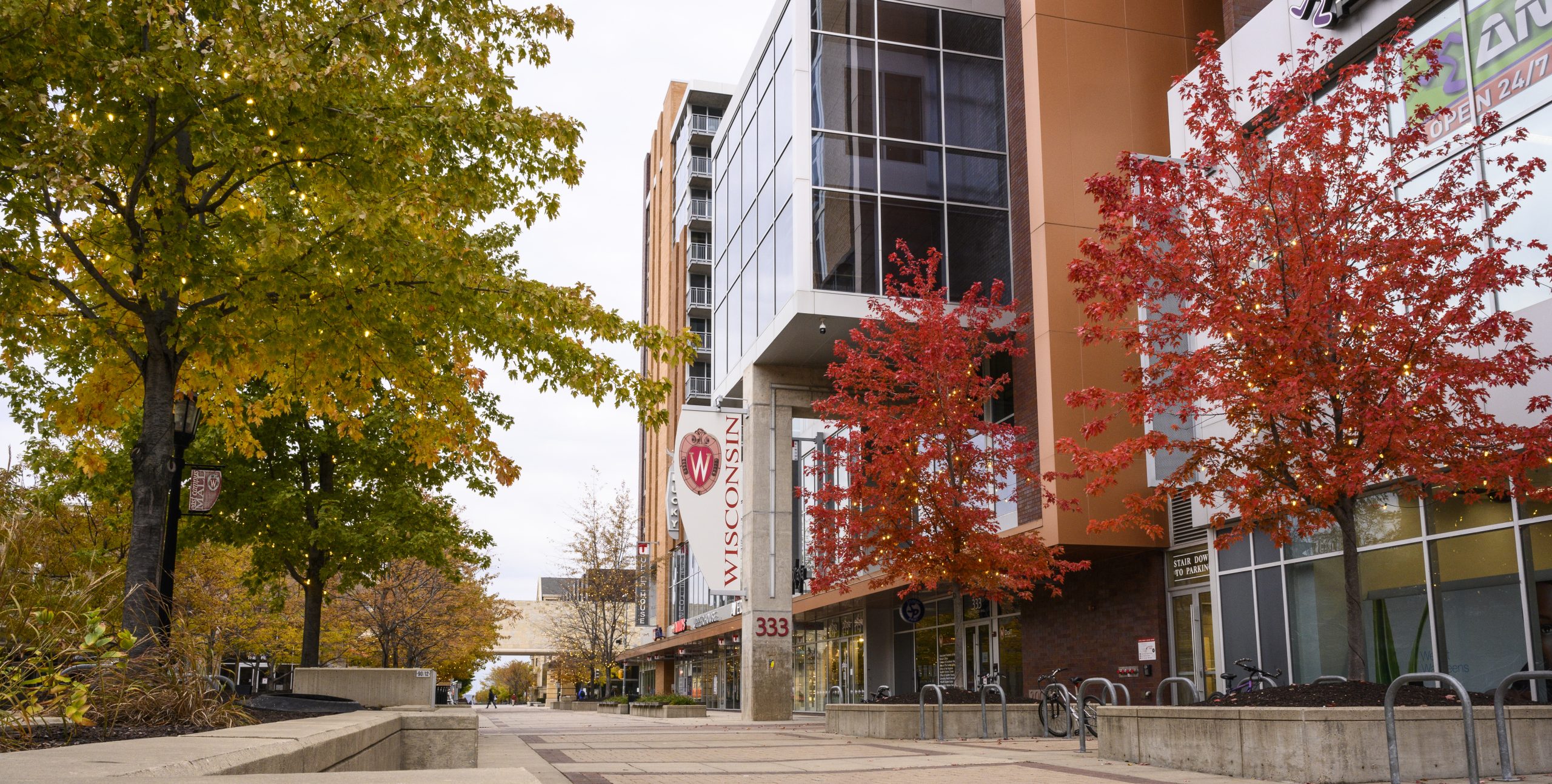 Colorful trees adorned with twinkle lights line East Campus Mall on an autumn day on the University of Wisconsin-Madison